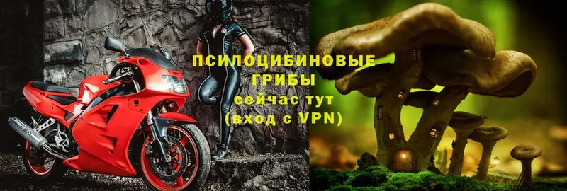 Псилоцибиновые грибы ЛСД  Бузулук 